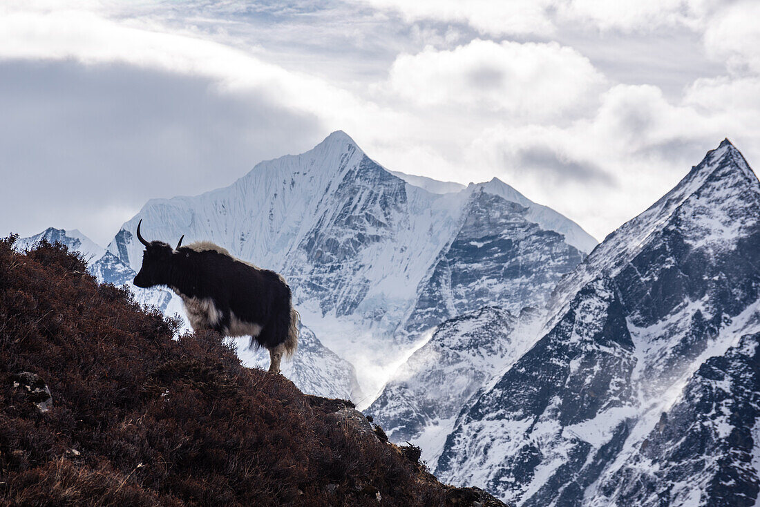 Yak climbing a slope, Gangchempo summit in the background, Langtang Valley Trek, Himalayas, Nepal, Asia