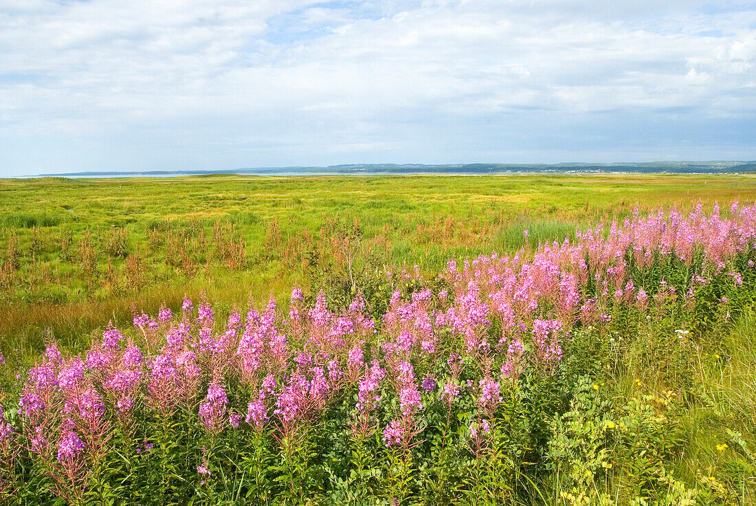 Willowherb (fireweed) on the Saint-Lawrence River bank, Cote-Nord region, Quebec province, Canada, North America