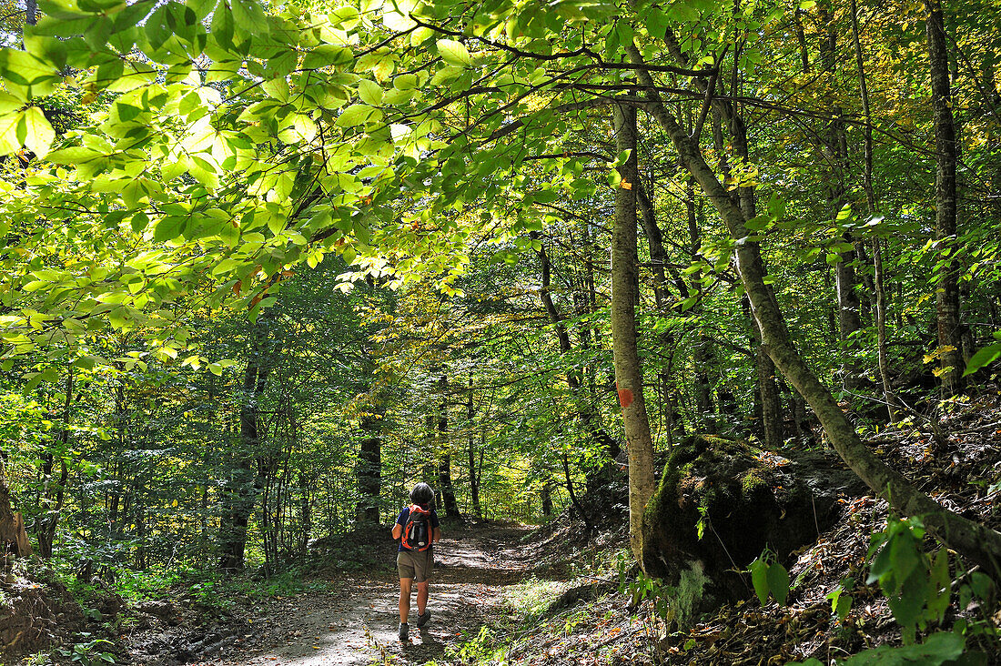 Hiking path in the forest of the Dilijan National Park, Tavush region, Armenia, Eurasia