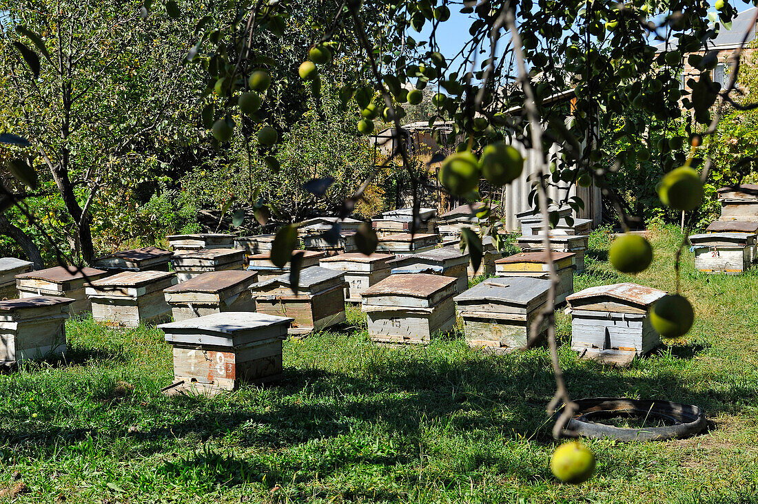 Bee hives in the garden of Raznik Mouradyan, beekeeper at Vedi, a village in Ararat plain, Artashat, Armenia, Eurasia