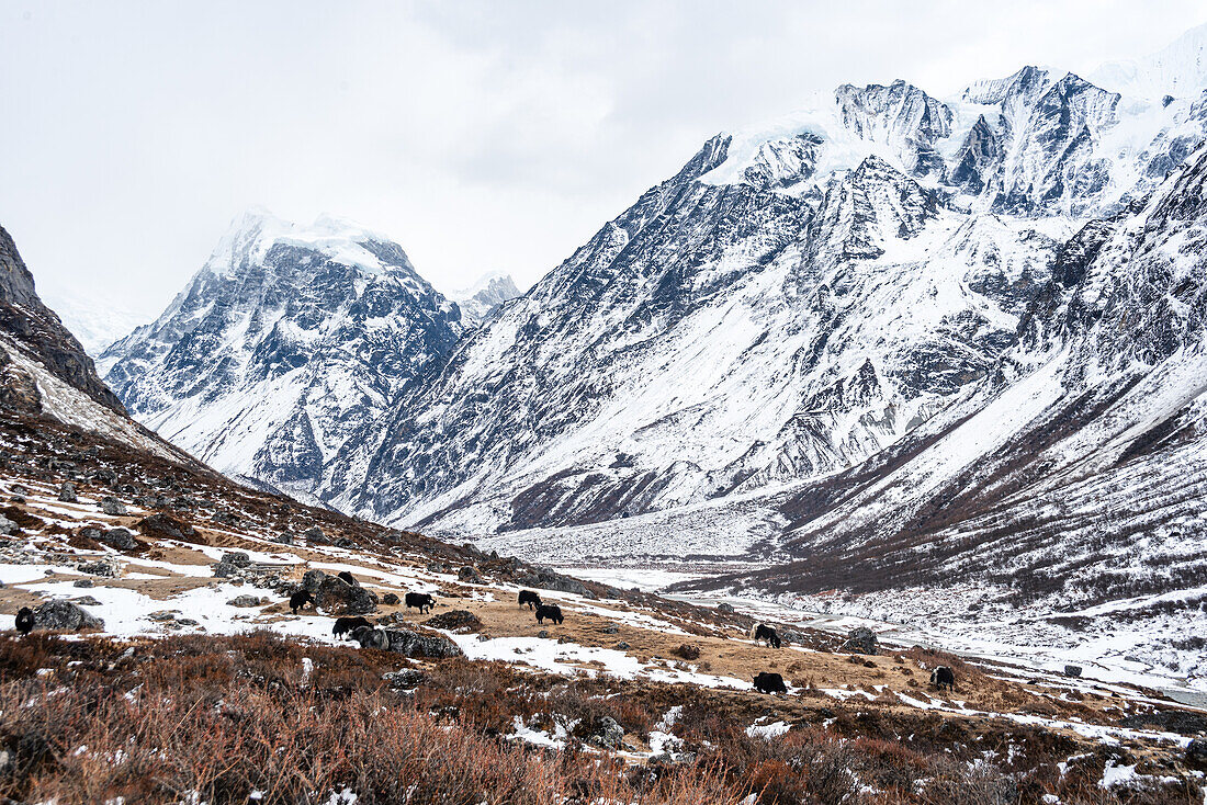 Herd of yaks in high altitude mountains of Langtang Valley Trek near Kyanjin Gompa, Himalayas, Nepal, Asia