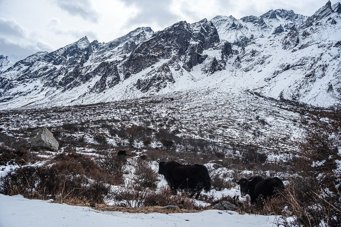 Zwei Yaks wandern durch ein verschneites Feld, hochgelegenes Himalaya-Gebirgstal in Kyanjin Gompa, Langtang Trek, Himalaya, Nepal, Asien