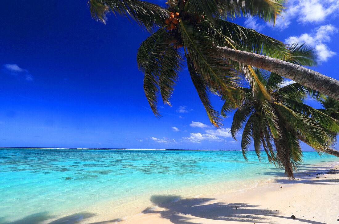 Beach and palm trees, Rarotonga, Cook Islands, South Pacific, Pacific