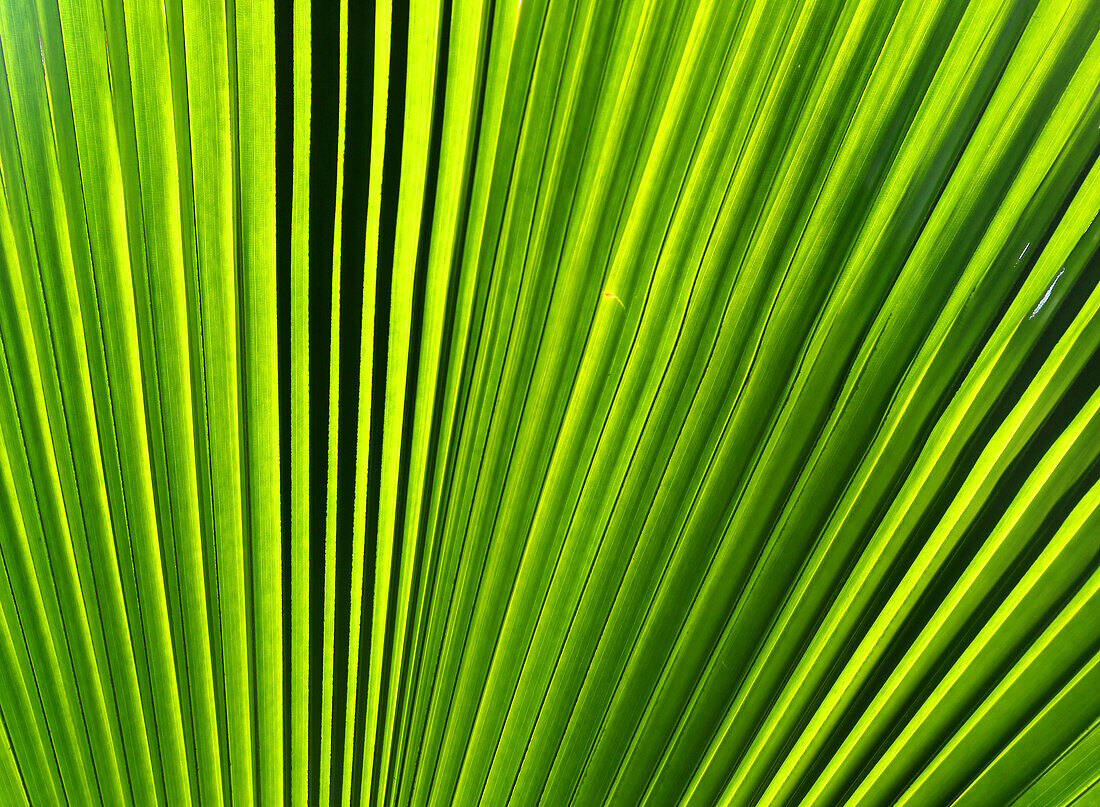 Palmen-Detail, Rarotonga, Cookinseln, Südpazifik, Pazifik