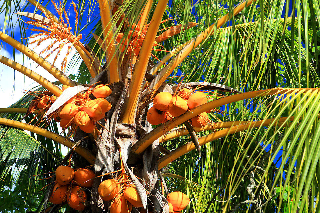 Kokosnuss und Palme, Rarotonga, Cookinseln, Südpazifik, Pazifik