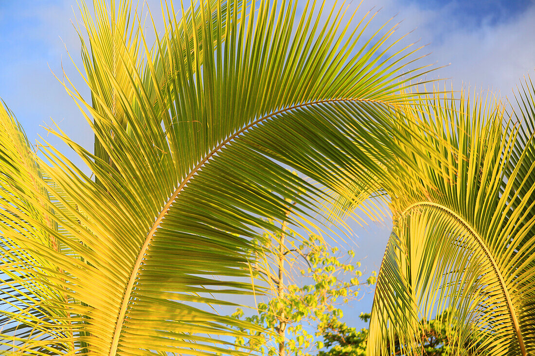 Palmendetails, Bora Bora, Französisch-Polynesien, Südpazifik, Pazifik