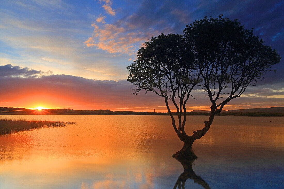 Einsamer Baum bei Sonnenuntergang, Kenfig Pool, Kenfig Nature Reserve, Südwales, Vereinigtes Königreich, Europa