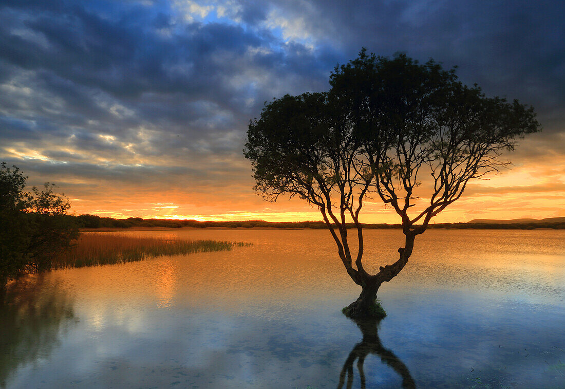 Einsamer Baum bei Sonnenuntergang, Kenfig Pool, Kenfig Nature Reserve, Südwales, Vereinigtes Königreich, Europa