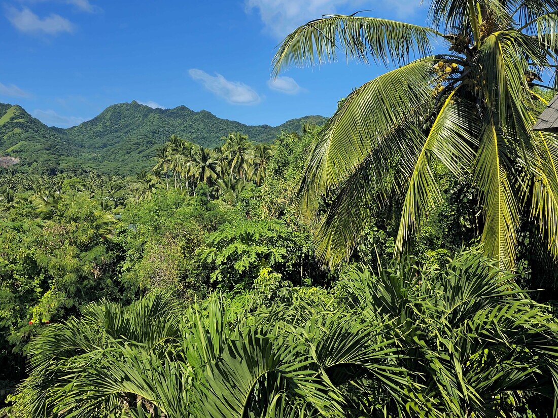 Rainforest, Rarotonga, Cook Islands, South Pacific, Pacific