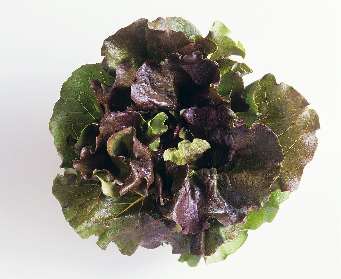Red batavia lettuce