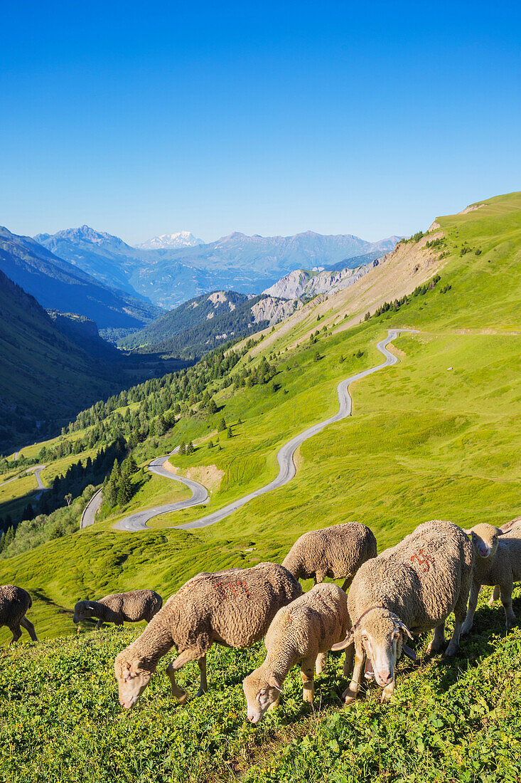 Schaf, Savoyen, Auvergne Rhone-Alpes, Frankreich, Europa