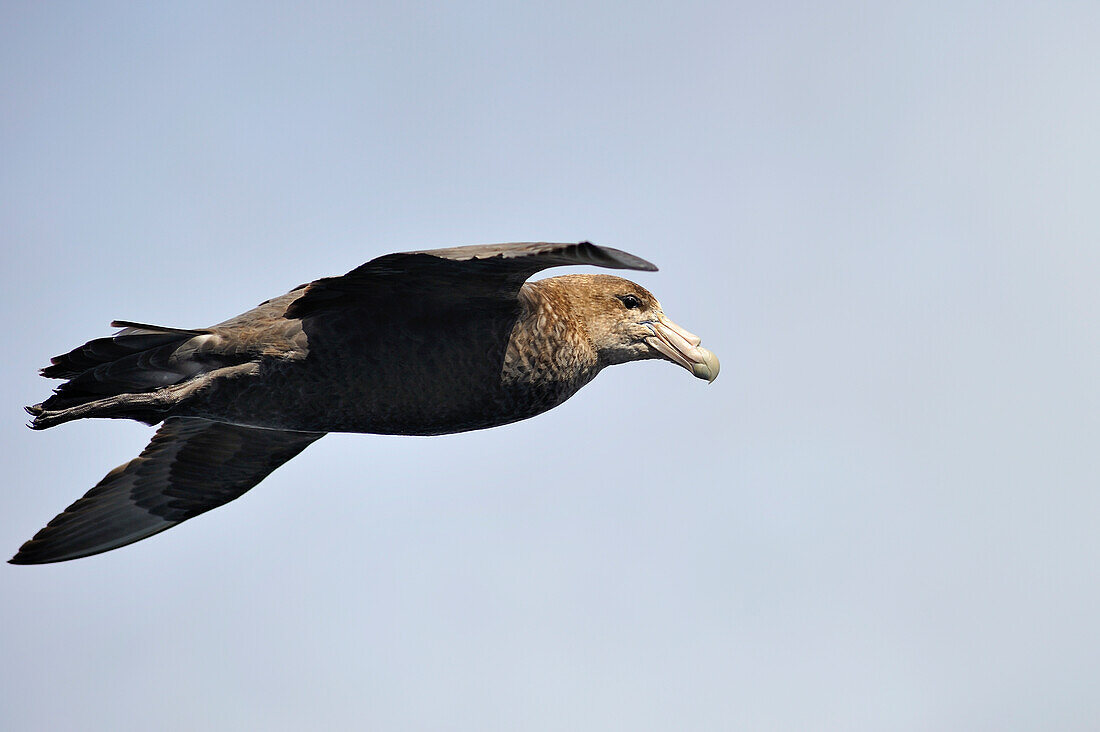 Riesensturmvogel (macronectes giganteus), Tierra del Fuego, Patagonien, Chile, Südamerika