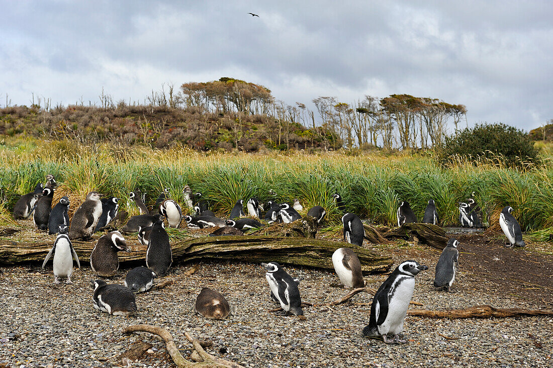 Magellanic Penguins (Spheniscus magellanicus), Tucker islets, Whiteside channel, Tierra del Fuego, Patagonia, Chile, South America