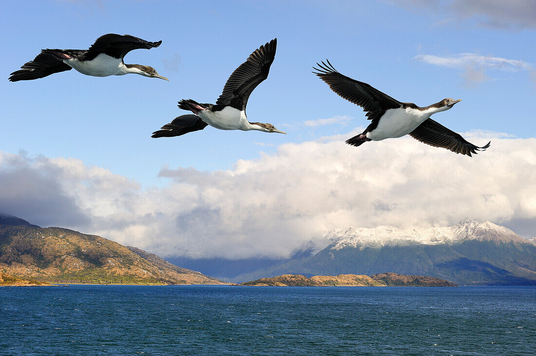 Kormorane, Nordost-Arm des Beagle-Kanals, Feuerland, Patagonien, Chile, Südamerika