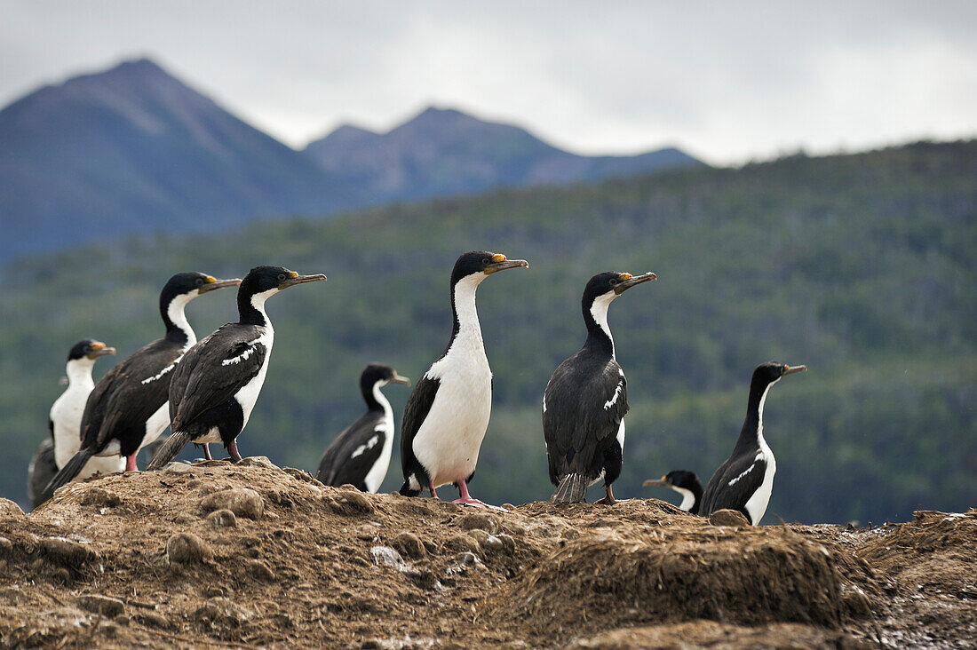 Imperial shags, Tucker islets, Whiteside channel, Tierra del Fuego, Patagonia, Chile, South America