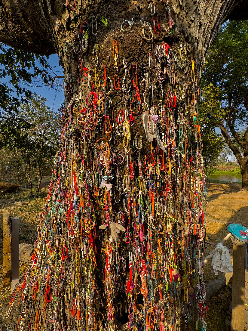 The killing tree, dedicated to those killed during the Khmer Rouge conflict at Choueng Ek, Phnom Pehn, Cambodia, Indochina, Southeast Asia, Asia