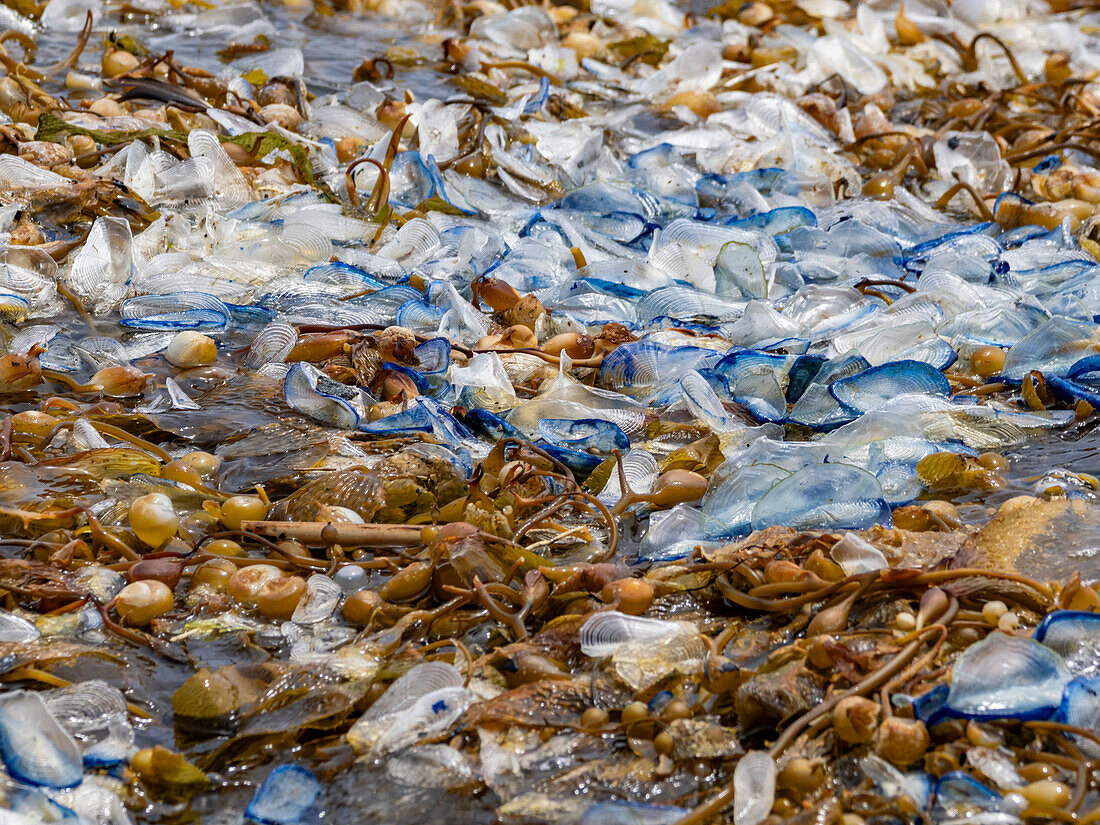 By-the-wind sailors (Velella velella), floating by the hundreds on the surface of the sea outside Newport Beach, California, United States of America, North America