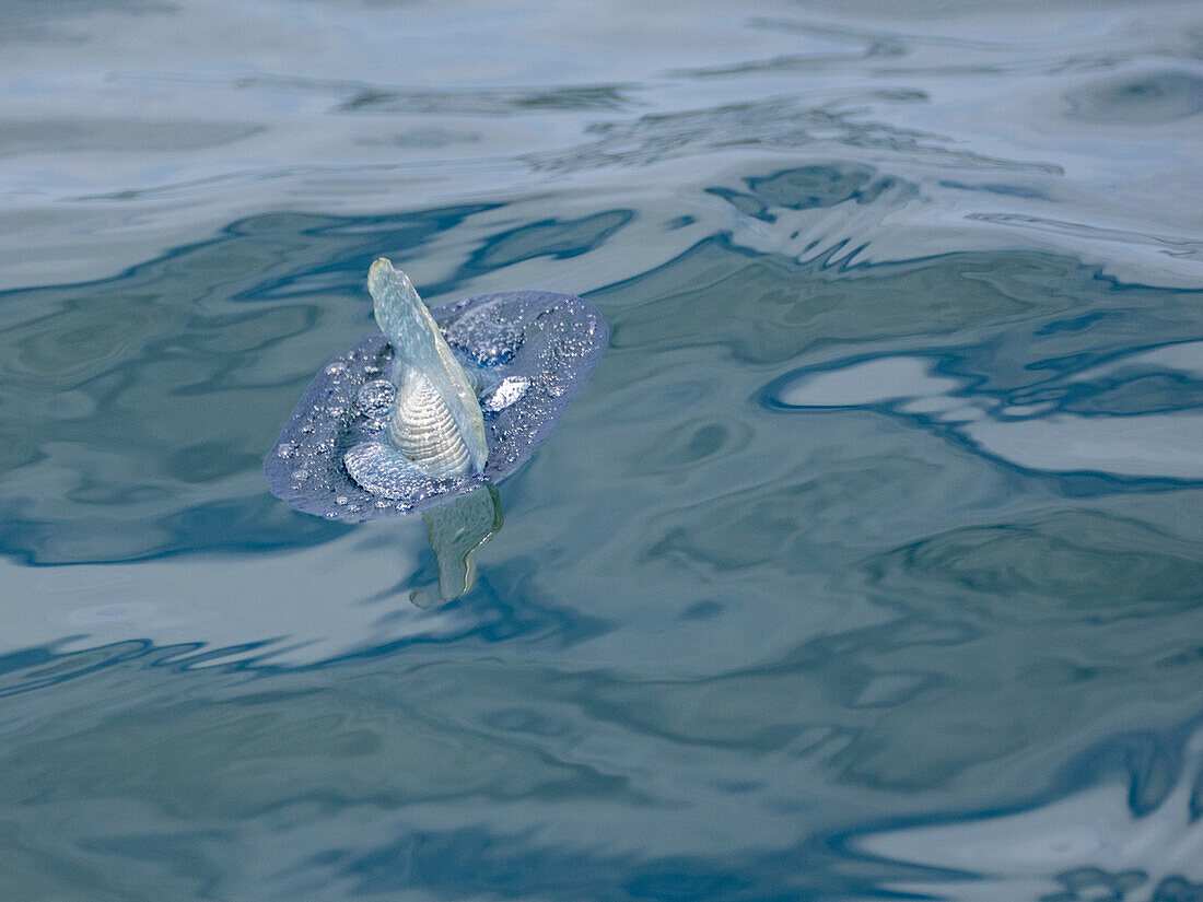 Vom Winde verwehter Segler (Velella velella), schwimmend auf der Meeresoberfläche vor Newport Beach, Kalifornien, Vereinigte Staaten von Amerika, Nordamerika