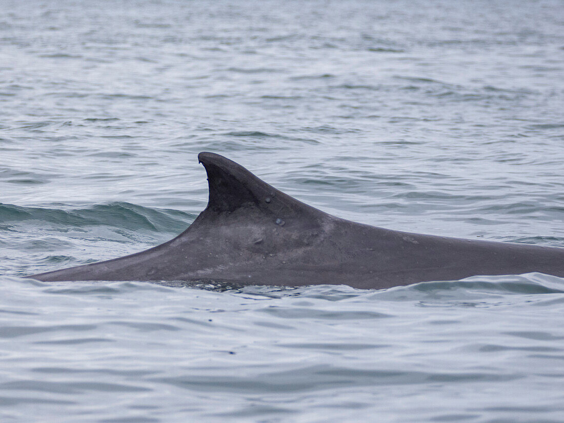 Ausgewachsener Finnwal (Balaenoptera physalus), Detail der Rückenflosse beim Auftauchen vor Newport Beach, Kalifornien, Vereinigte Staaten von Amerika, Nordamerika