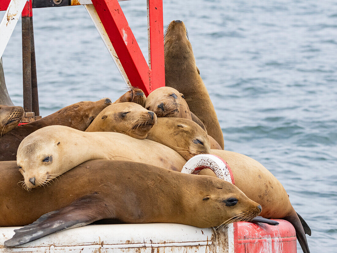 California sea lions (Zalophus californianus), grouped together on a channel marker off Newport Beach, California, United States of America, North America