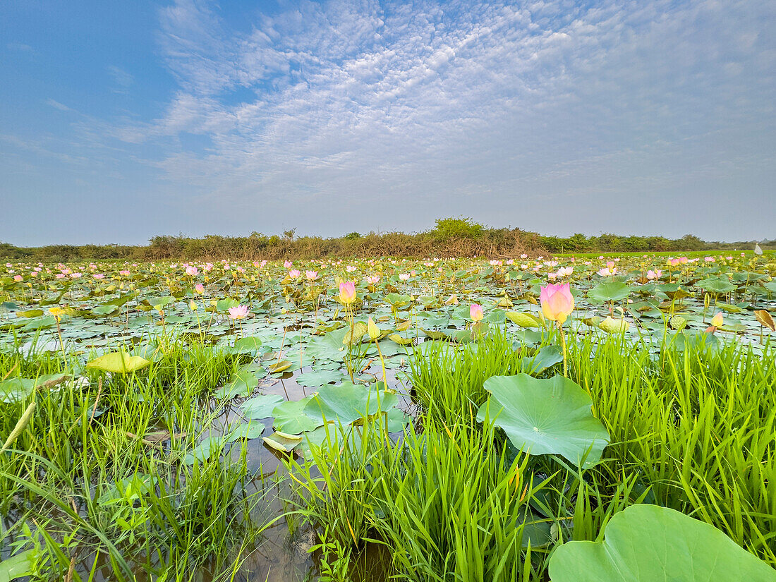 Heiliger Lotus (Nelumbo nucifera), bei Sonnenaufgang in Kampong Tralach, Kambodscha, Indochina, Südostasien, Asien