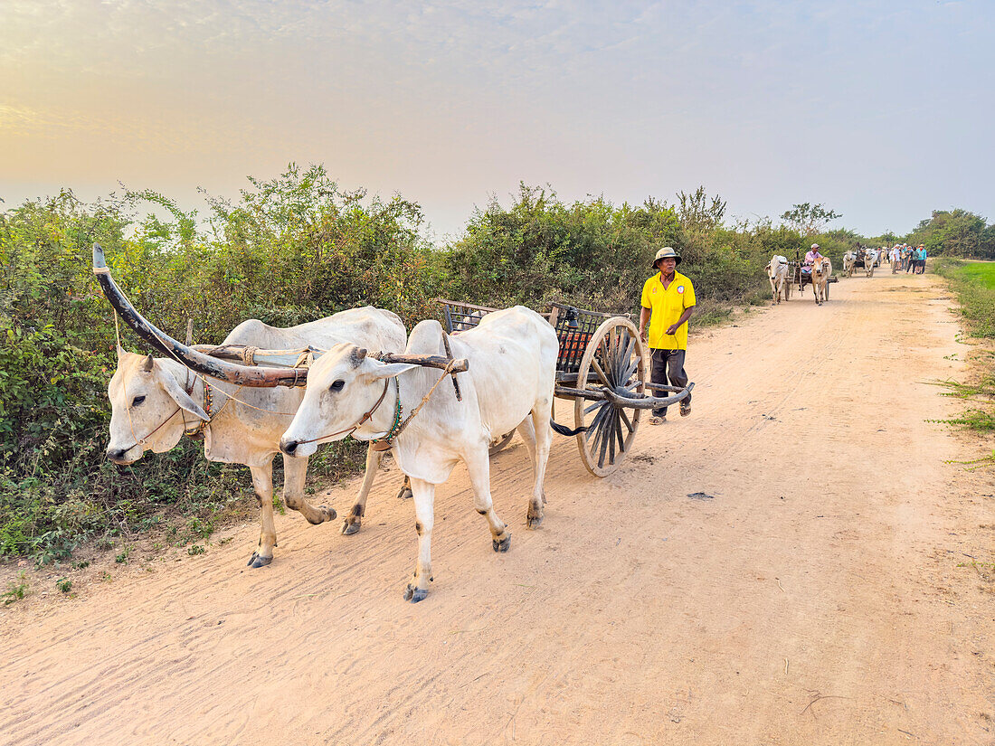 Traditionelle Ochsenkarren mit Fahrer bei Sonnenaufgang in Kampong Tralach, Kambodscha, Indochina, Südostasien, Asien