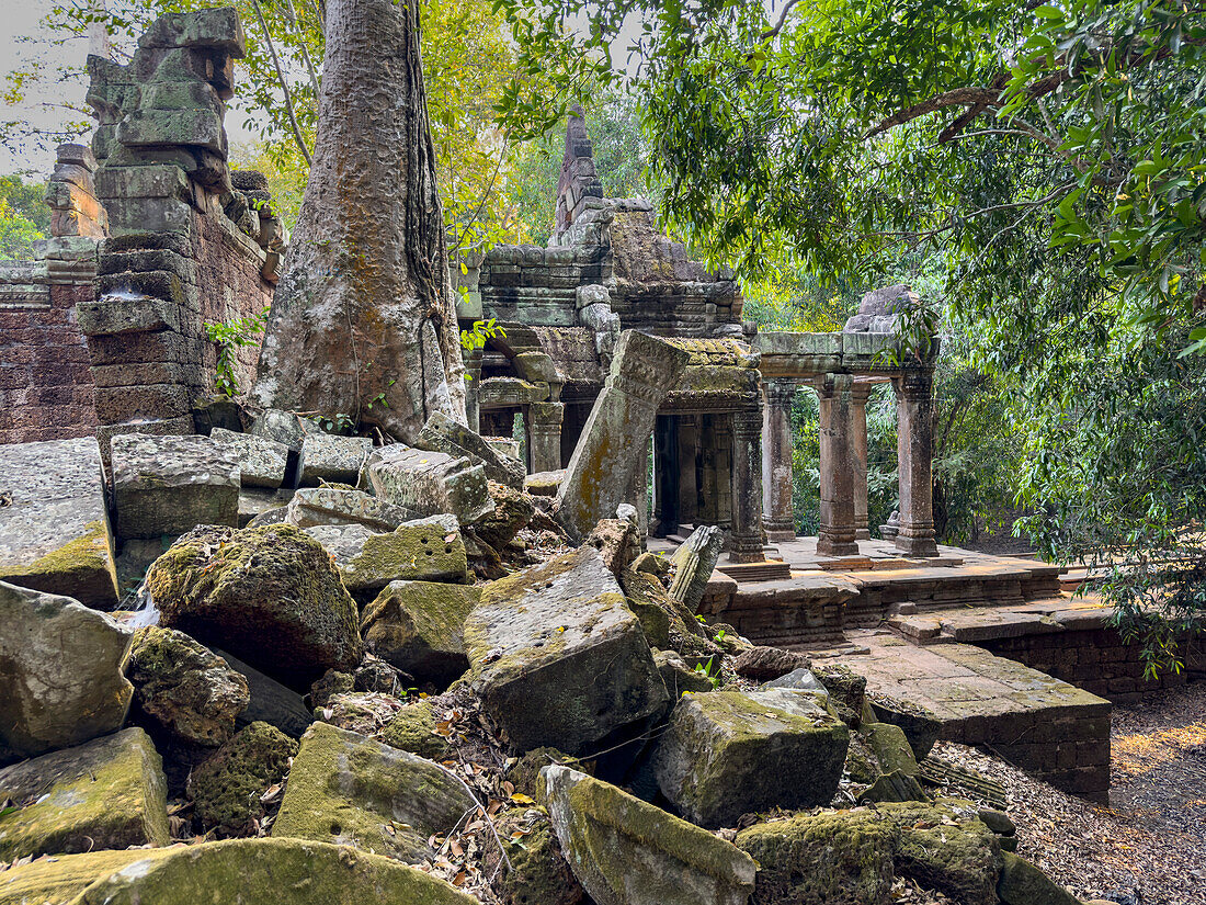 Ta-Prohm-Tempel, ein buddhistisches Mahayana-Kloster, erbaut im späten 12. Jahrhundert für den Khmer-König Jayavarman VII, Angkor, UNESCO-Welterbe, Kambodscha, Indochina, Südostasien, Asien