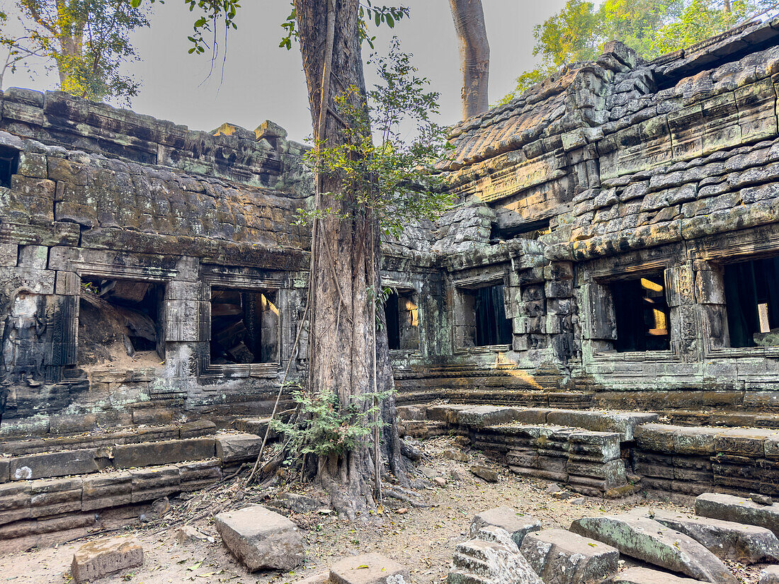 Ta-Prohm-Tempel, ein buddhistisches Mahayana-Kloster, das im späten 12. Jahrhundert für den Khmer-König Jayavarman VII. erbaut wurde, Angkor, UNESCO-Welterbe, Kambodscha, Indochina, Südostasien, Asien