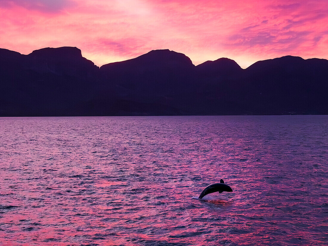 Killer whale female calf (Orcinus orca), breaching at sunset off Isla San Jose, Baja California Sur, Sea of Cortez, Mexico, North America