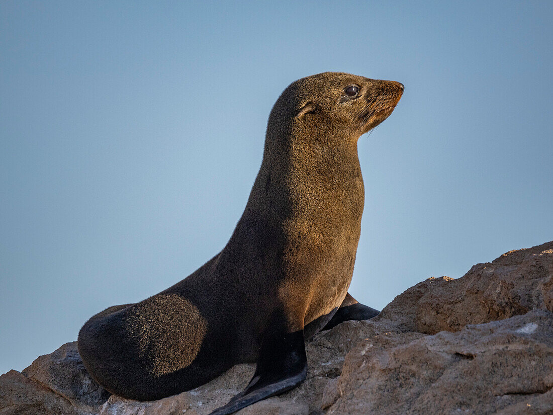 Guadalupe-Pelzrobbe (Arctocephalus townsendi), bei einem neuen Fangplatz auf der Insel Las Animas, Baja California Sur, Sea of Cortez, Mexiko, Nordamerika