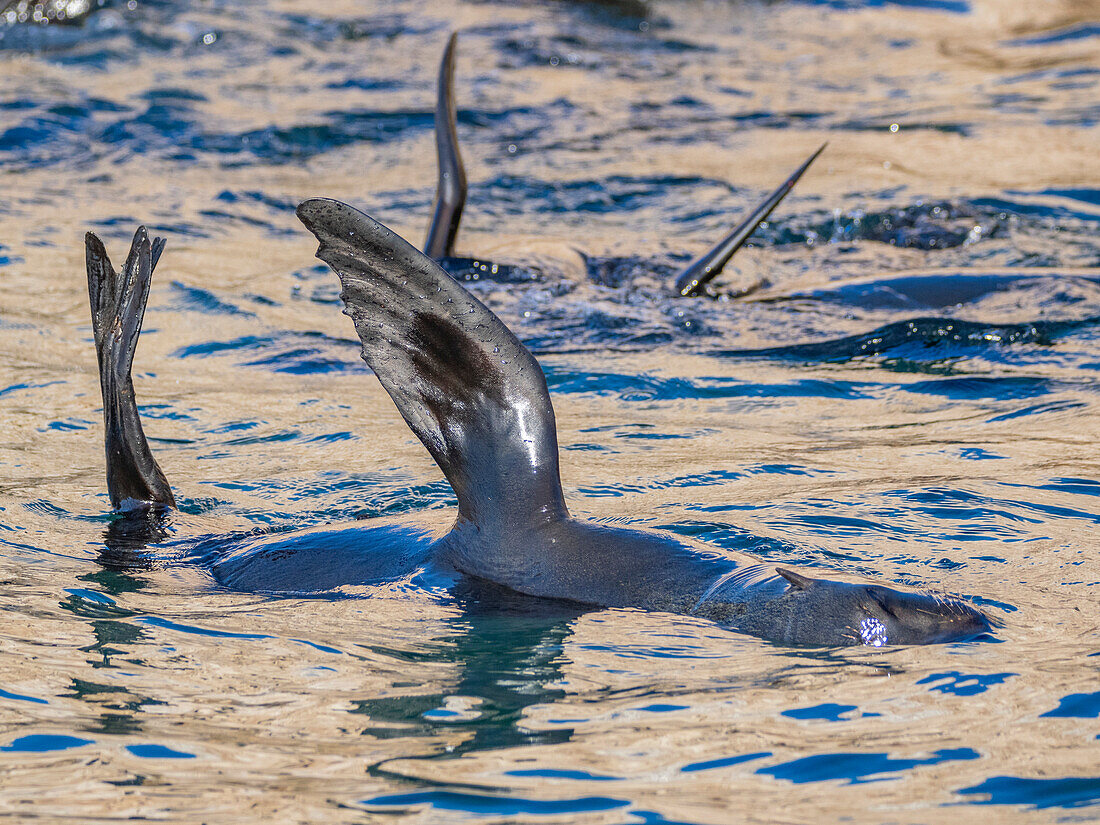 Guadalupe-Pelzrobben (Arctocephalus townsendi), bei einem neuen Fangplatz auf der Insel Las Animas, Baja California Sur, Sea of Cortez, Mexiko, Nordamerika