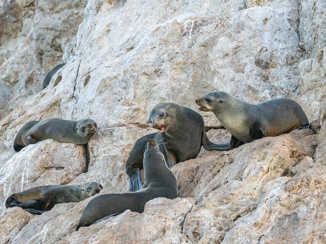 Guadalupe-Pelzrobbe (Arctocephalus townsendi), bei einem neuen Fangplatz auf der Insel Las Animas, Baja California Sur, Sea of Cortez, Mexiko, Nordamerika