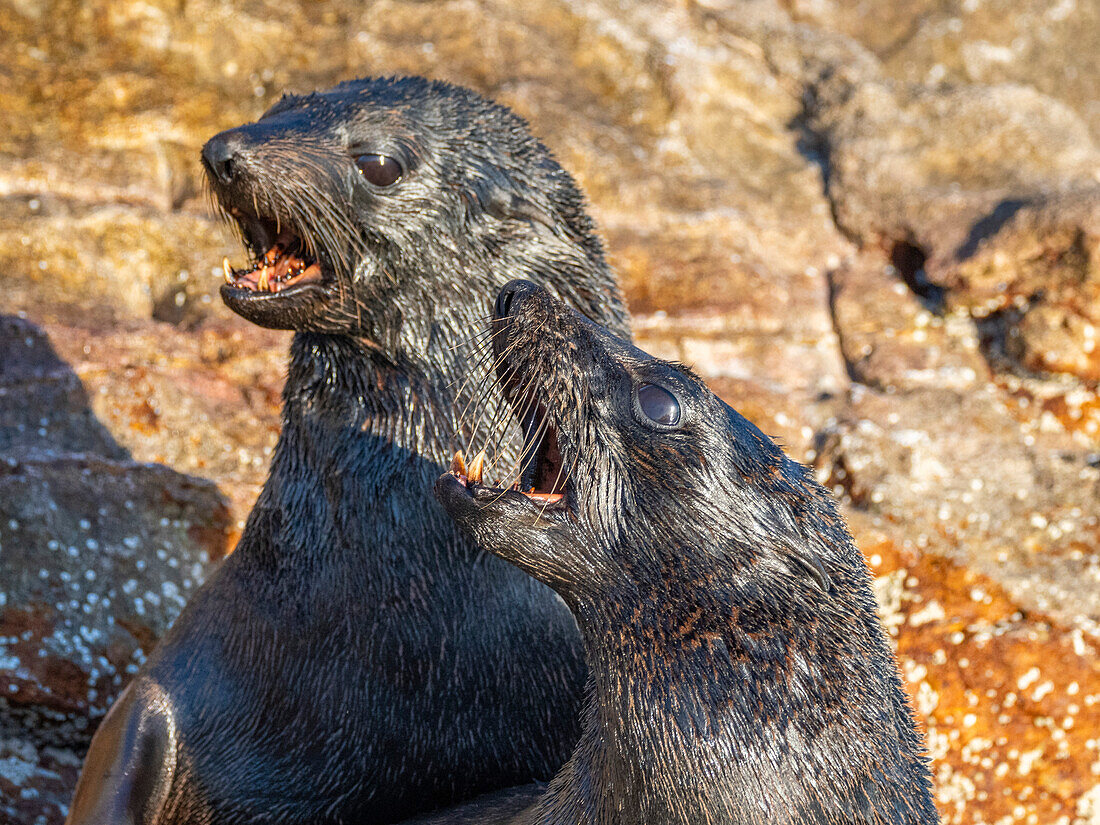 Guadalupe-Pelzrobbe (Arctocephalus townsendi), bei einem neuen Fangplatz auf der Insel Las Animas, Baja California Sur, Sea of Cortez, Mexiko, Nordamerika