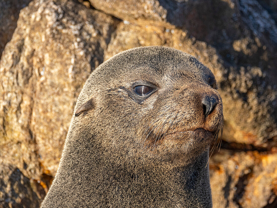 Guadalupe-Pelzrobbe (Arctocephalus townsendi), bei einem neuen Fangplatz auf der Insel Las Animas, Baja California Sur, Sea of Cortez, Mexiko, Nordamerika