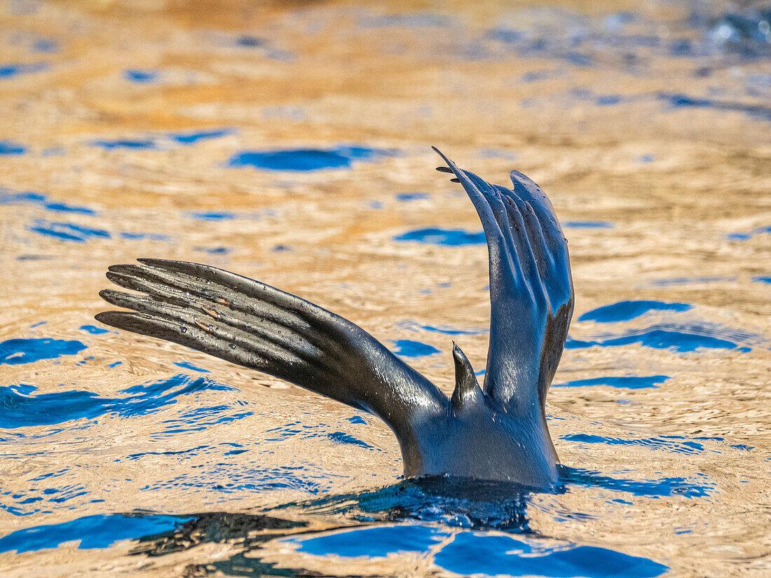 Guadalupe-Pelzrobbe (Arctocephalus townsendi), bei einem neuen Fangplatz auf der Insel Las Animas, Baja California Sur, Sea of Cortez, Mexiko, Nordamerika