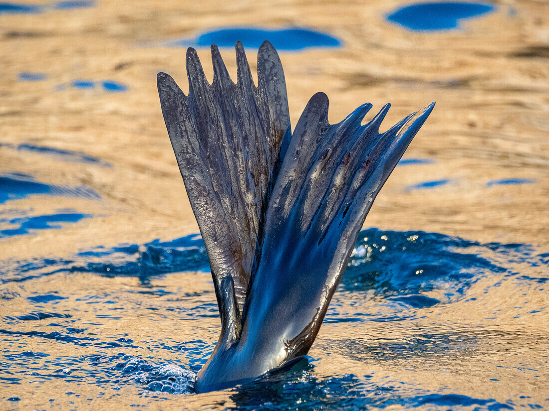 Guadalupe-Pelzrobbe (Arctocephalus townsendi), bei einem neuen Fangplatz auf der Insel Las Animas, Baja California Sur, Sea of Cortez, Mexiko, Nordamerika