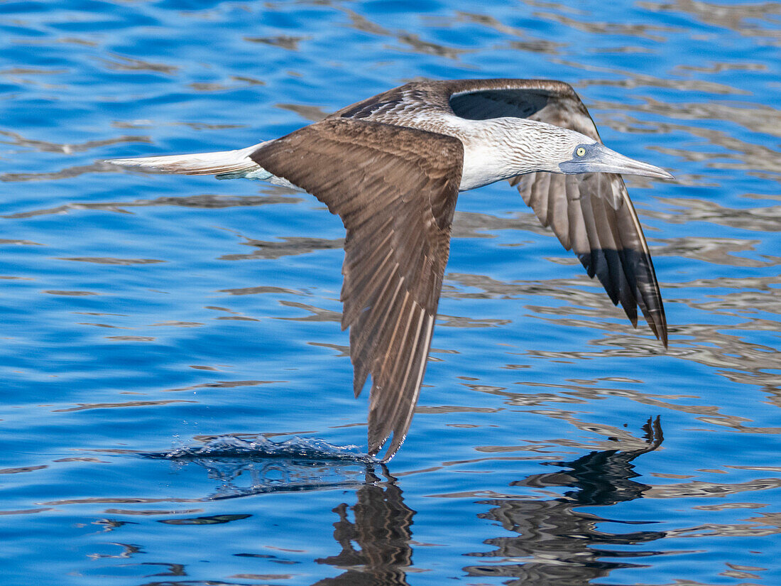 Blaufußtölpel (Sula nebouxii), im Flug nahe der Isla Salsipuedes, Baja California, Sea of Cortez, Mexiko, Nordamerika