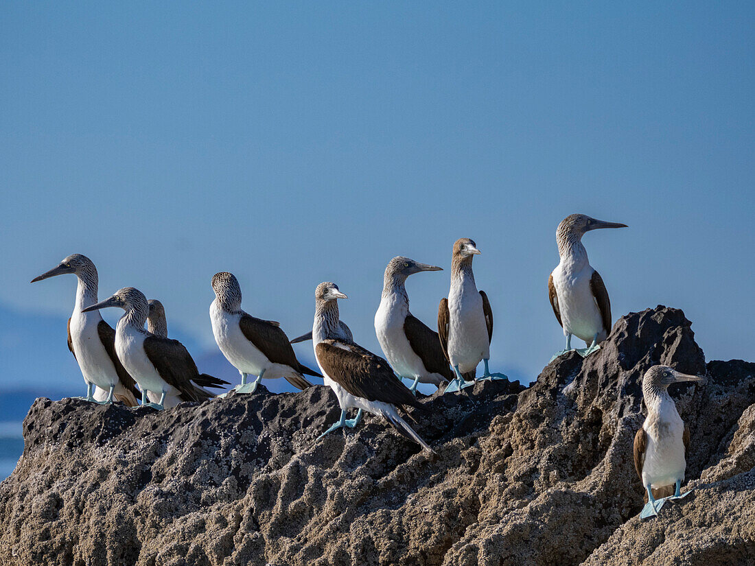 Blaufußtölpel (Sula nebouxii), auf einer kleinen Insel nahe der Isla Salsipuedes, Baja California, Sea of Cortez, Mexiko, Nordamerika