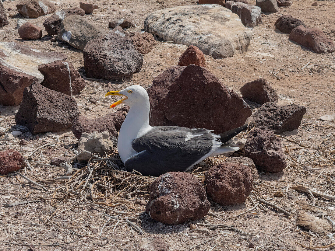 Gelbfußmöwe (Larus livens), auf ihrem Nest auf der Isla Coronado, Baja California Sur, Sea of Cortez, Mexiko, Nordamerika