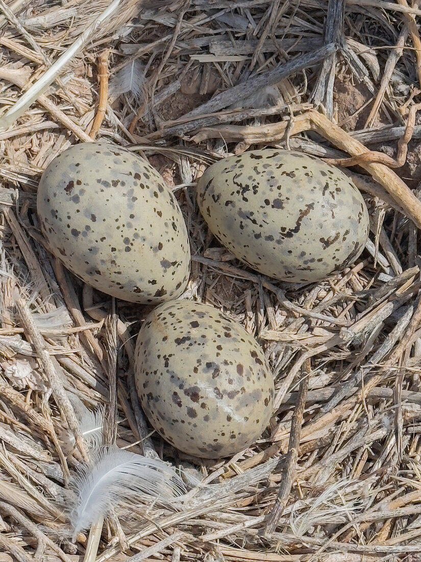 Gelbfußmöwe (Larus livens), Eier im Nest auf der Isla Coronado, Baja California Sur, Sea of Cortez, Mexiko, Nordamerika