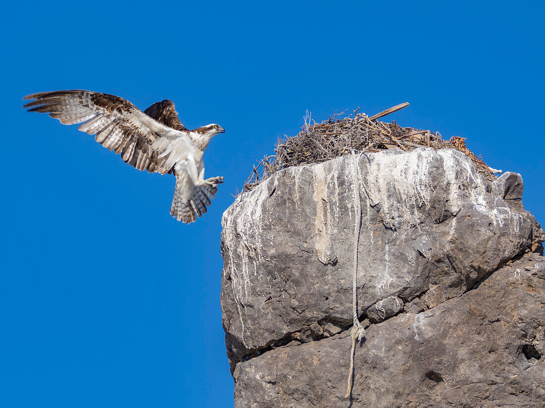 Fischadler (Pandion haliaetus), im Flug zu seinem Nest, Isla San Lorenzo, Baja California, Sea of Cortez, Mexiko, Nordamerika