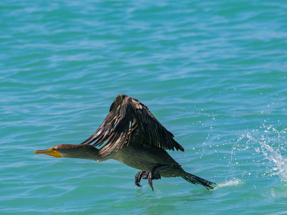 Doppelhaubenkormoran (Nannopterum auritum), im Flug, Concepcion Bay, Baja California Sur, Sea of Cortez, Mexiko, Nordamerika