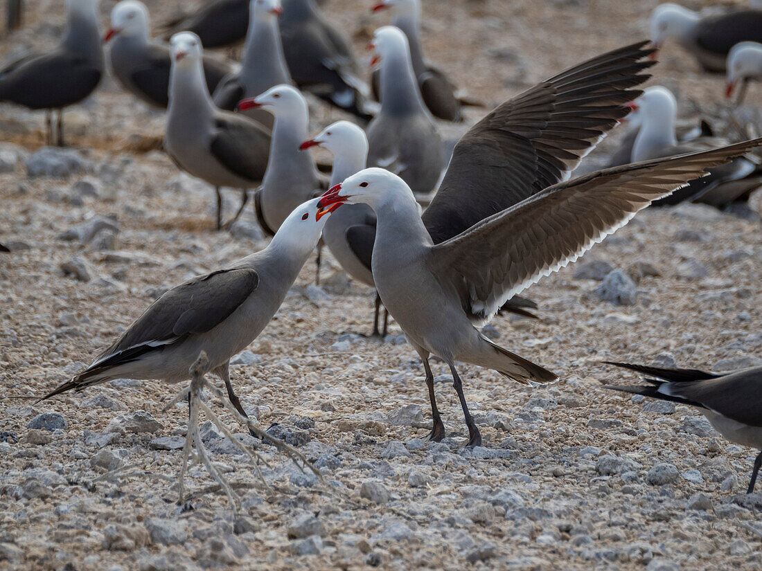 Heermannmöwen (Larus heermanni), streitend in der Brutkolonie auf der Isla Rasa, Baja California, Sea of Cortez, Mexiko, Nordanerika