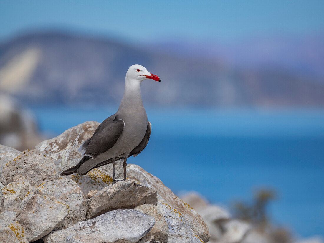 Heermann's gull (Larus heermanni), at breeding colony on Isla Rasa, Baja California, Sea of Cortez, Mexico, North Anerica