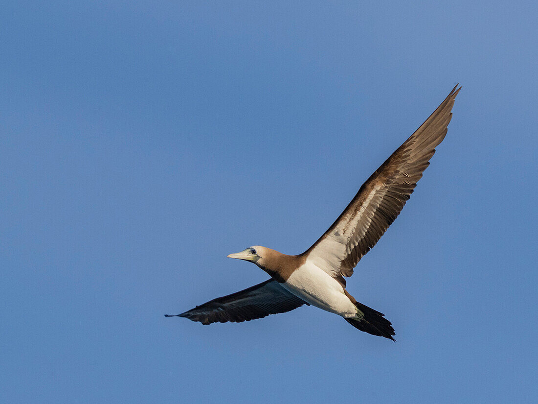 Brauner Tölpel (Sula leucogaster), im Flug vor der kleinen Insel nördlich von Isla San Marcos, Baja California Sur, Sea of Cortez, Mexiko, Nordamerika