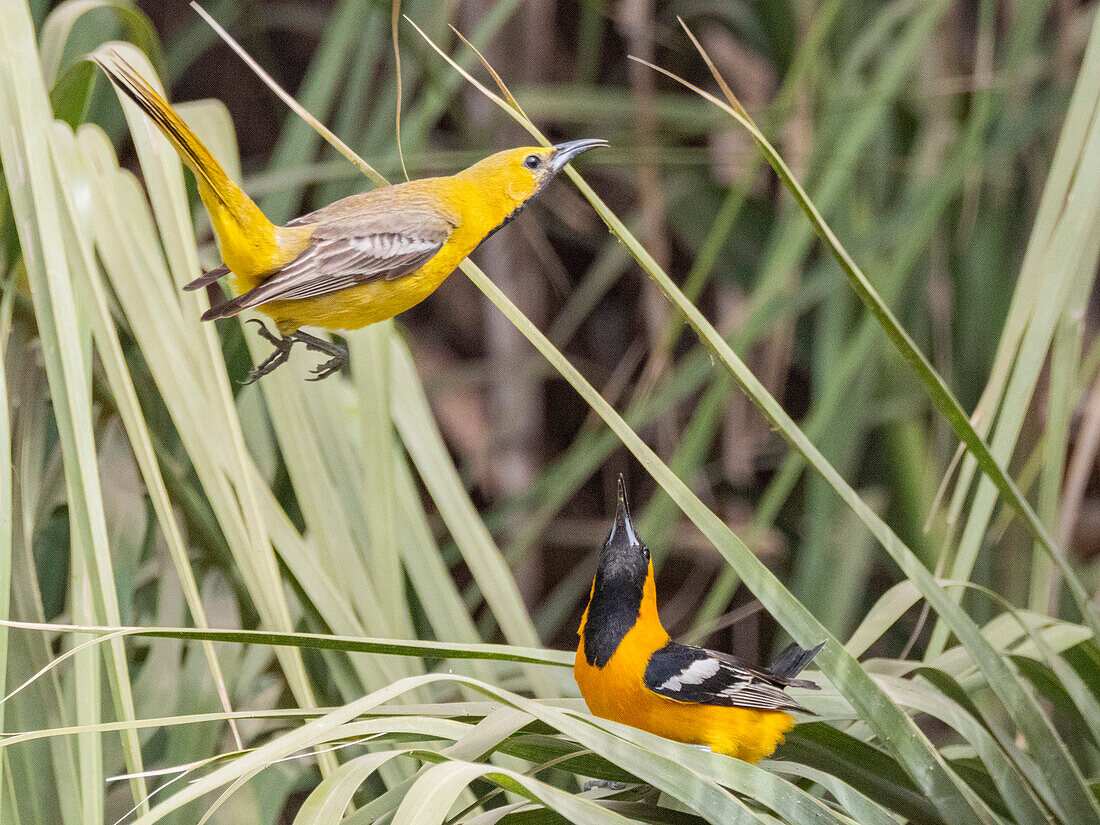 A pair of hooded orioles (Icterus cucullatus), in courtship, San Jose del Cabo, Baja California Sur, Sea of Cortez, Mexico, North America