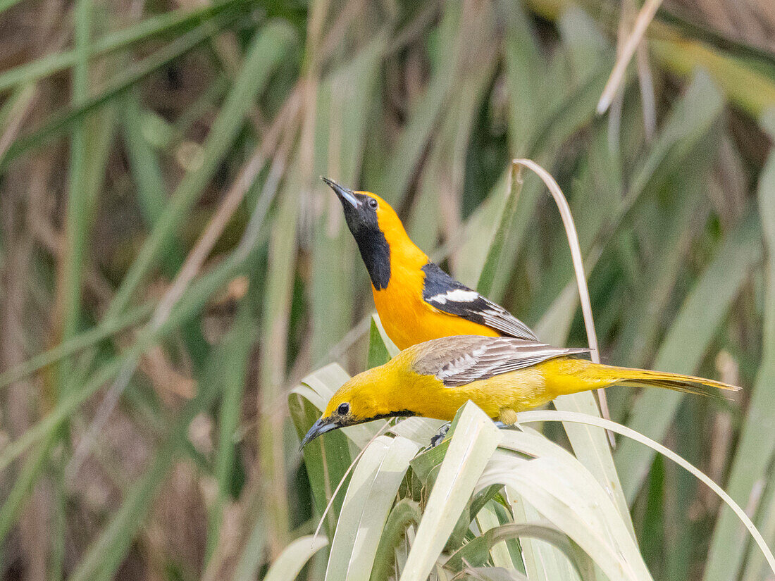 A pair of hooded orioles (Icterus cucullatus), in courtship, San Jose del Cabo, Baja California Sur, Sea of Cortez, Mexico, North America