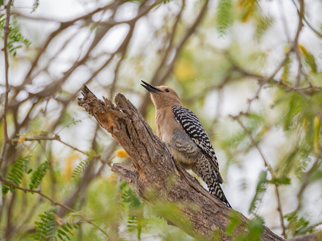 A Gila woodpecker (Melanerpes uropygialis), on perch, San Jose del Cabo, Baja California Sur, Sea of Cortez, Mexico, North America