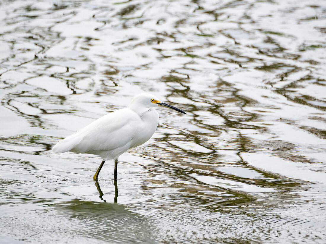 A snowy egret (Egretta thula), fishing in the shallows, San Jose del Cabo, Baja California Sur, Sea of Cortez, Mexico, North America