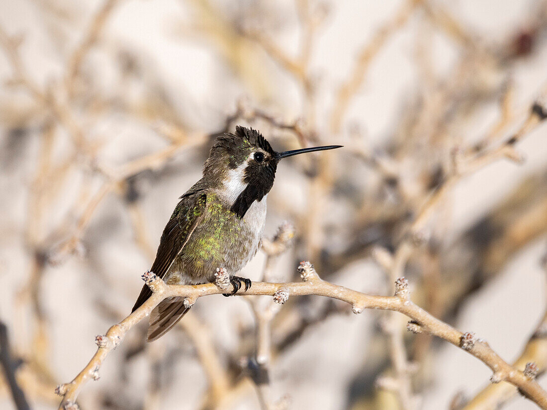 Costakolibri-Männchen (Calypte costae), in Bahia Concepcion, Baja California Sur, Sea of Cortez, Mexiko, Nordamerika